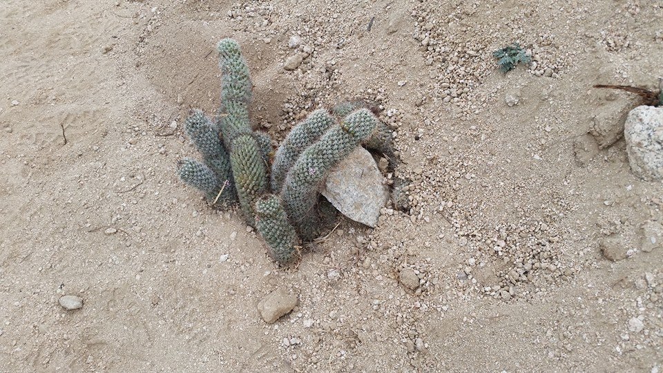 Very prickly