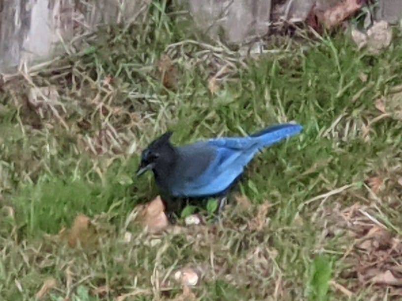 Blue jay?